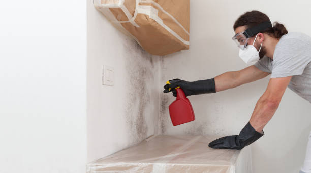Professional Basement Mold Remediation technician working in Metuchen, NJ