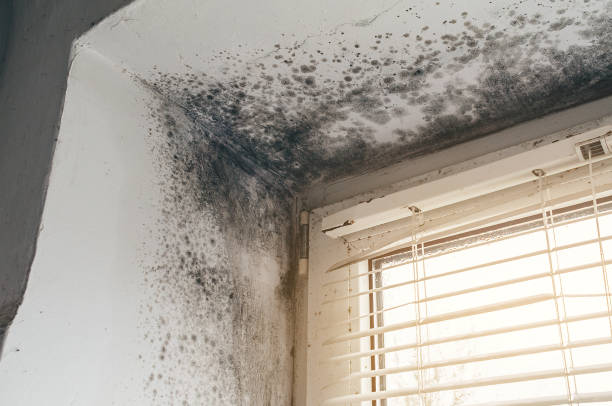 Affordable Basement Mold Remediation solutions in Metuchen, NJ